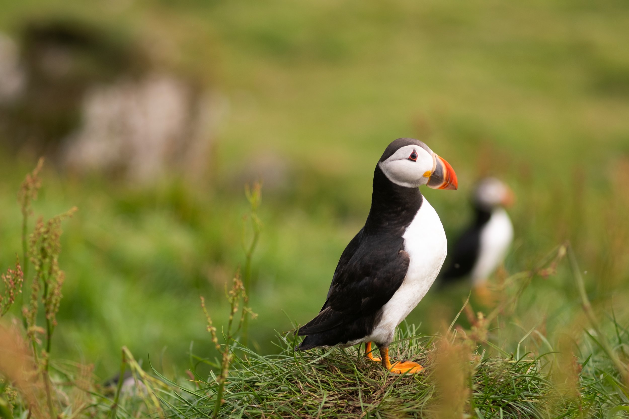 Puffins
