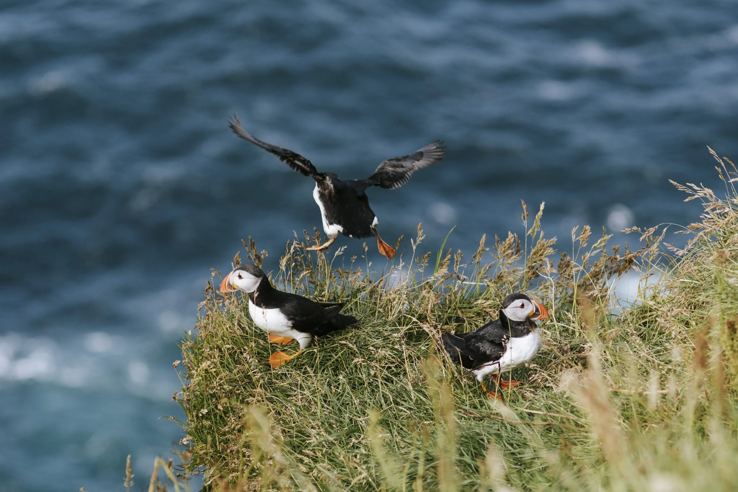 puffins-044.jpg