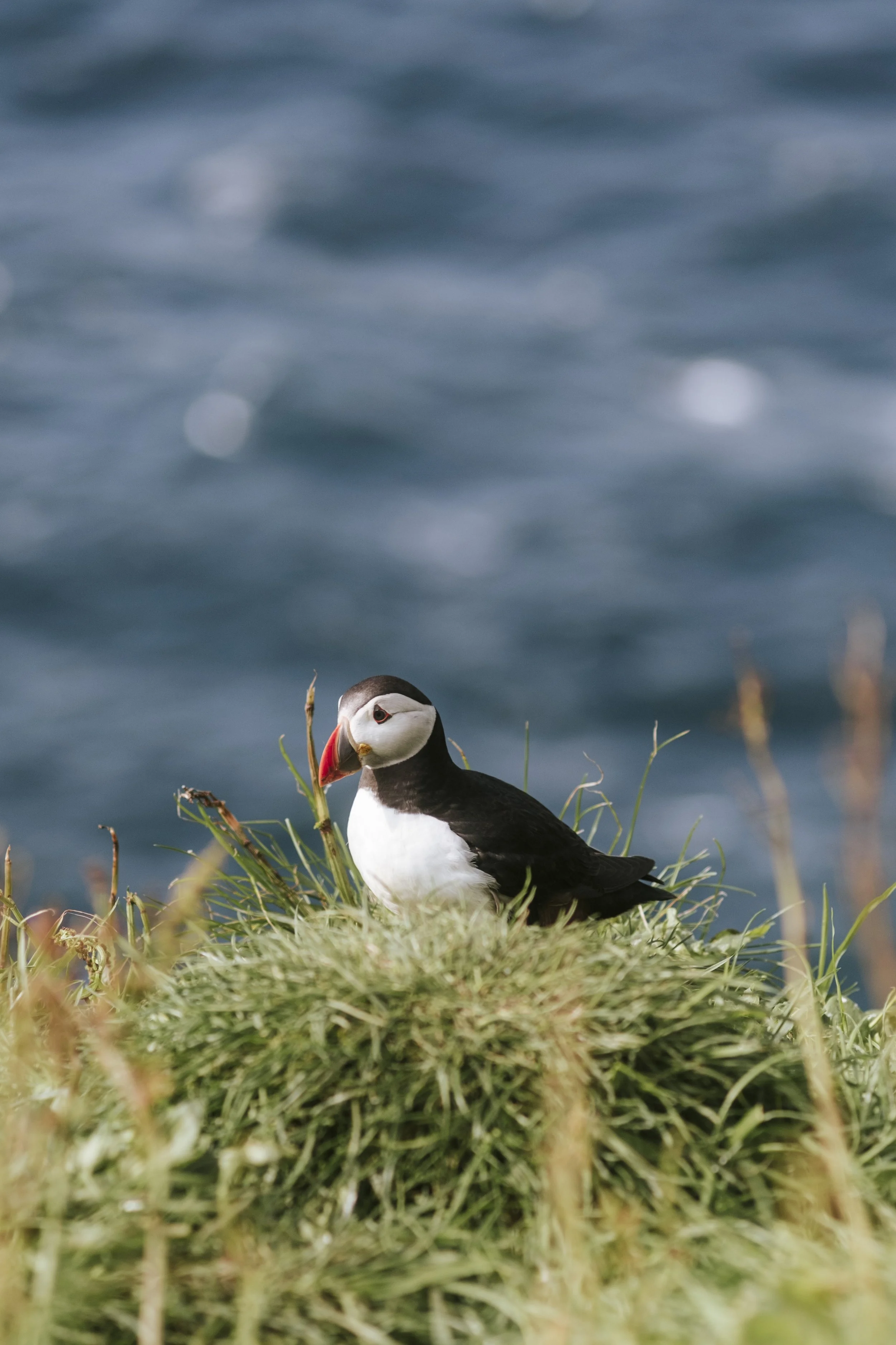 puffins-001.jpg