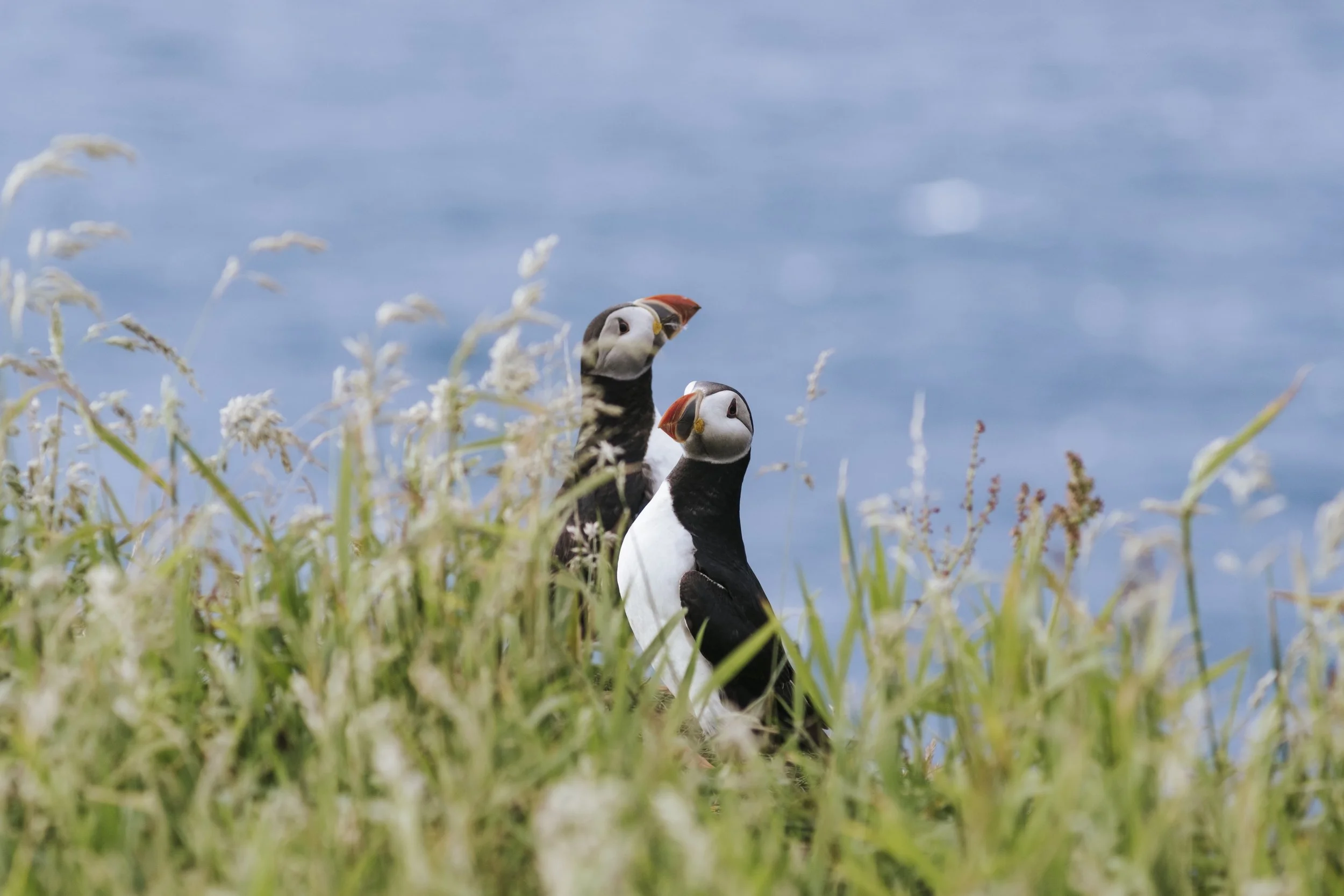 puffins-029.jpg
