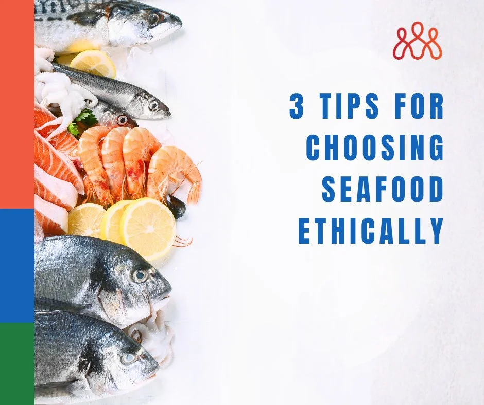 🎄 Make Your Christmas Feast Ethical!⁠
⁠
Seafood shouldn&rsquo;t cost someone their freedom. Here are 3 simple tips to choose better:⁠
⁠
👉 Tip 1: Use the Good Fish App to check your choices⁠
👉 Tip 2: Ask questions&mdash;traceability starts with you