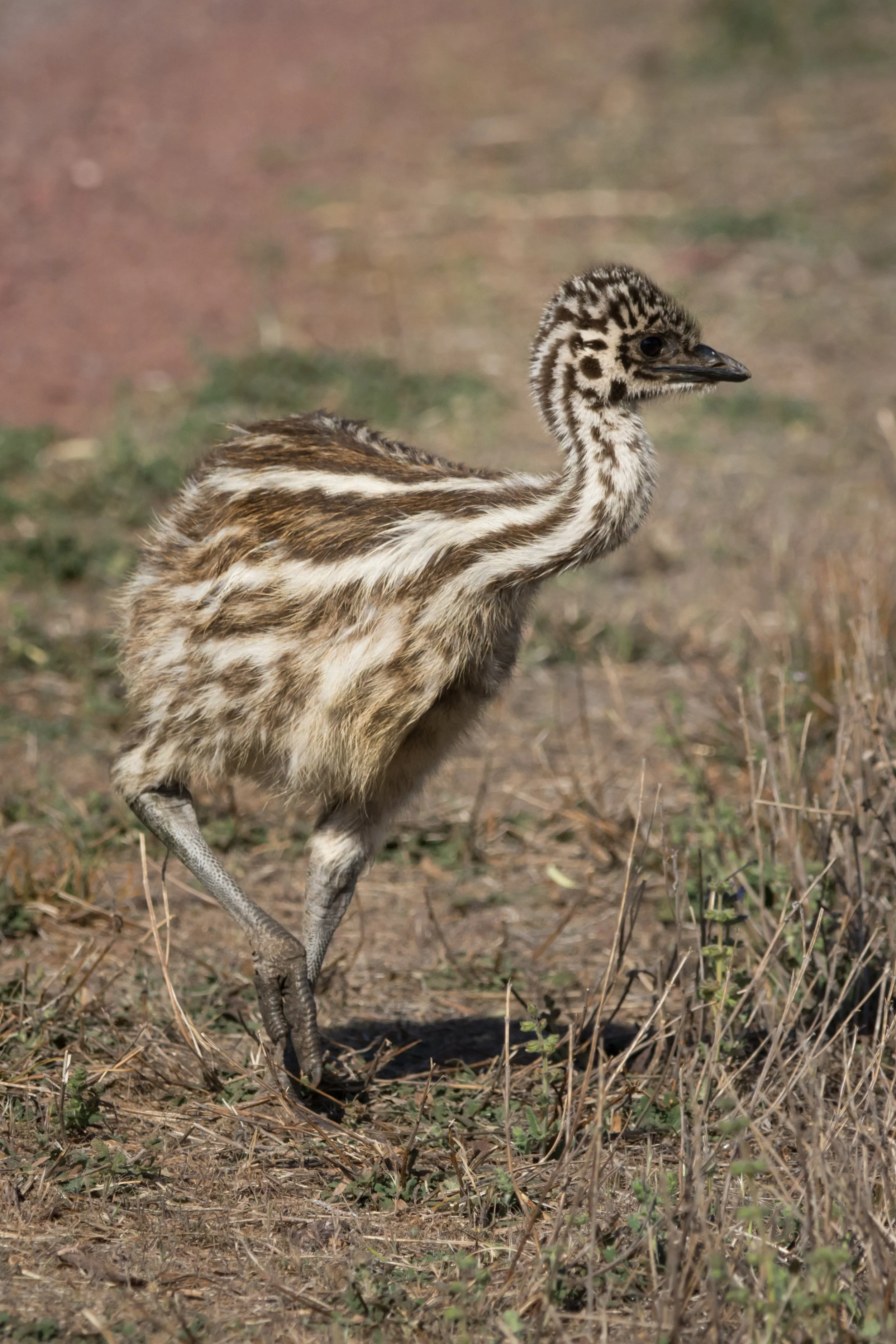 Emu Chick.jpg