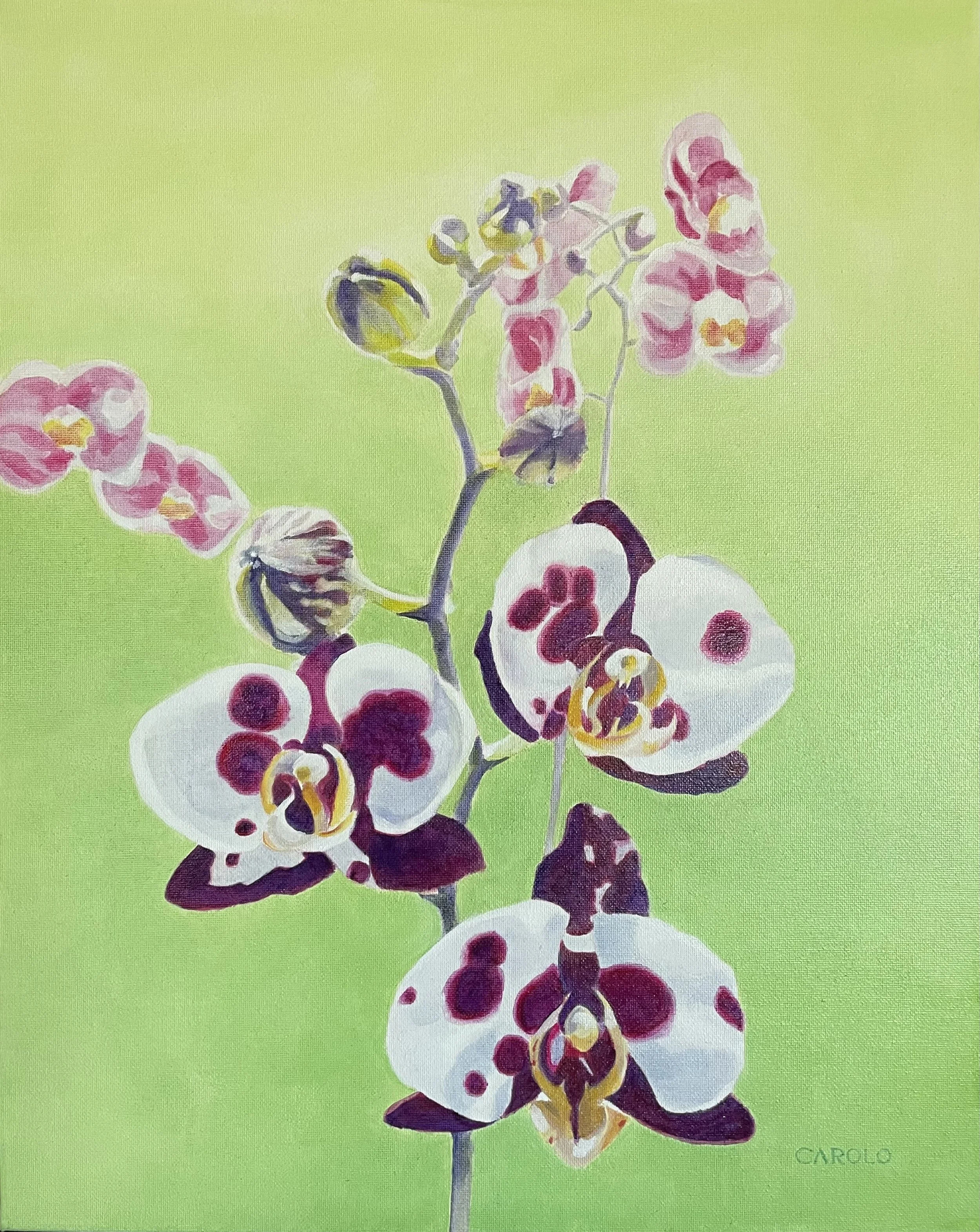 Orchid     $600