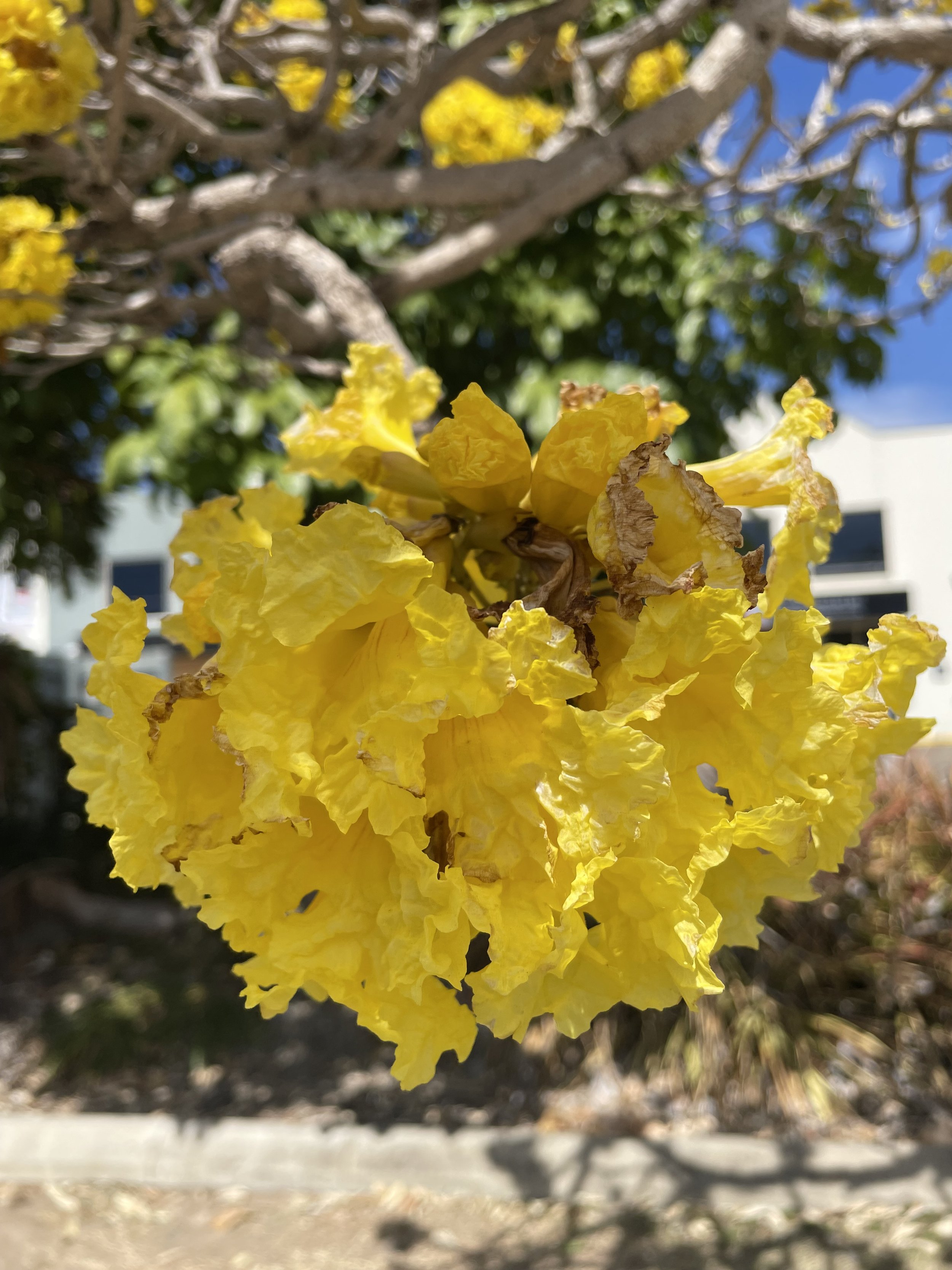 IMG_7786.jpeg
