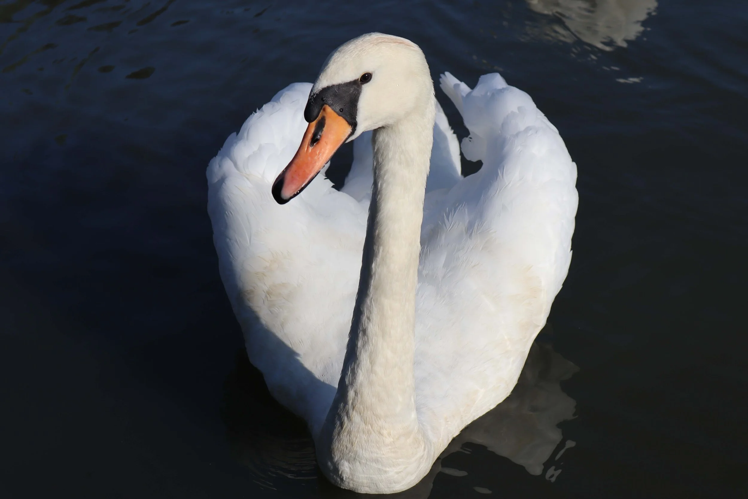 White swan swimming in a pond