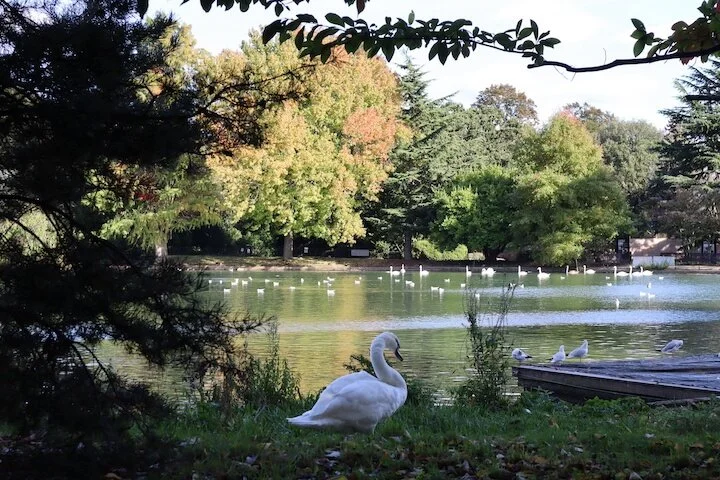 How Mindfulness and Compassion can reduce stress and improve wellbeing