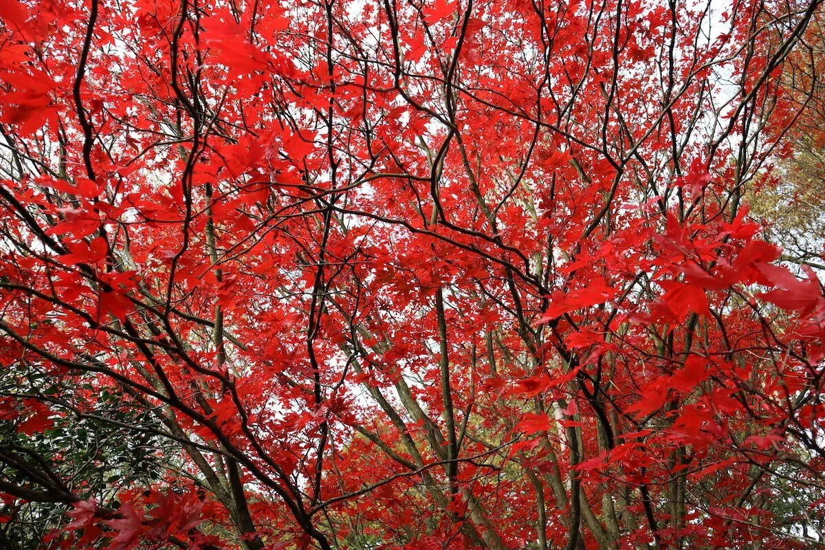 The season for transforming our wellbeing, is turning right before our eyes