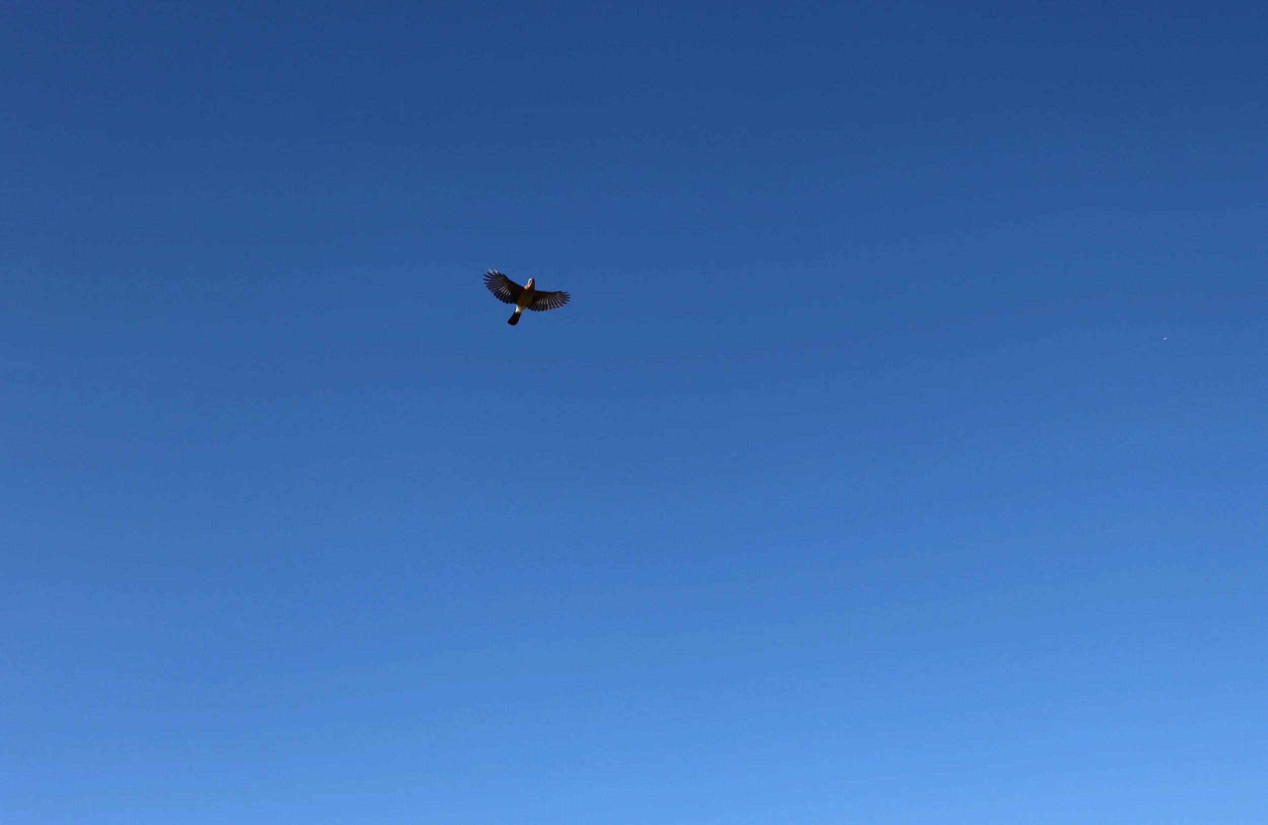 Bird flying in a clear blue sky.