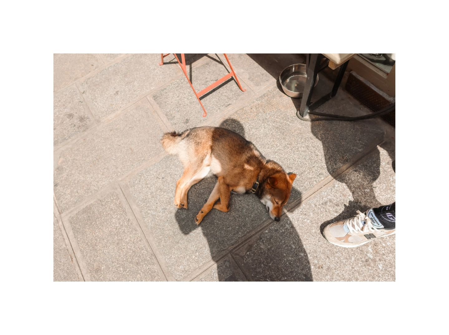 Un coin d'ombre #paris #street #sunnyday #sunlight #dog #shibainu #people #shadow #bw #photography @jey__m