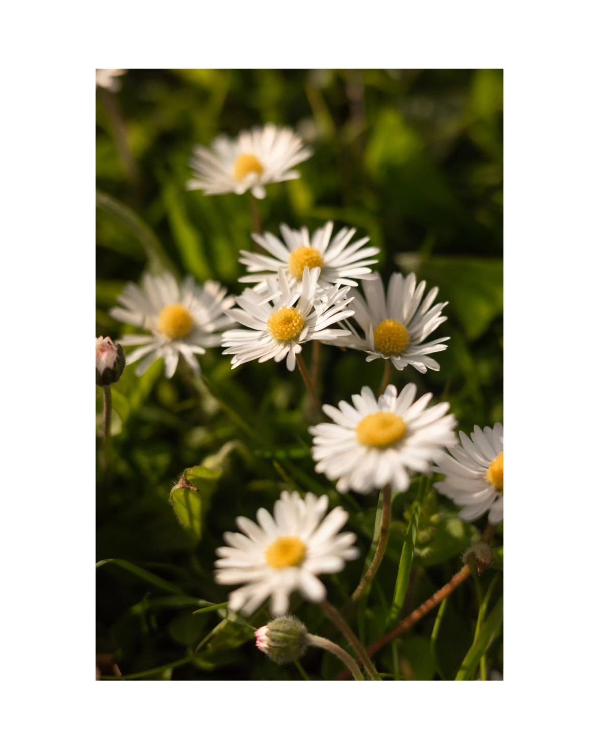 🌼 #flower #daisy #sunlight #spring #GRist #shootGR #grsnaps #weekend