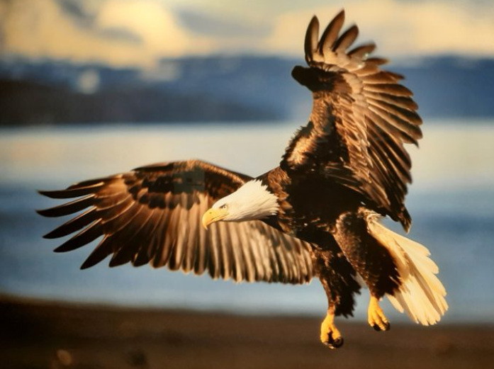 Mangelsen wildlife photos on display at museum