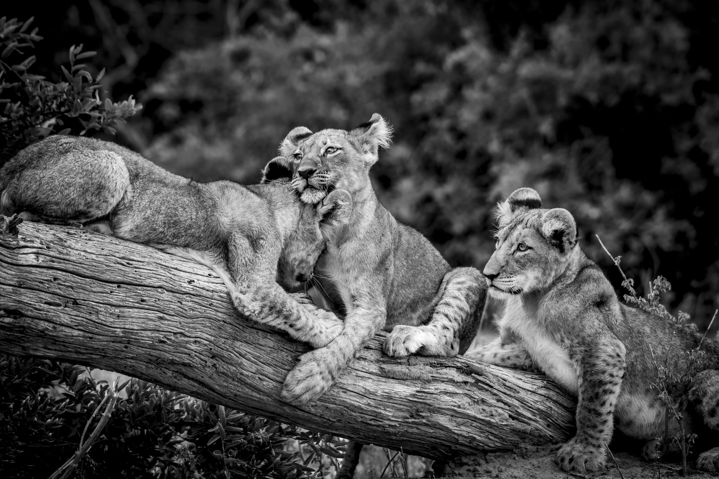 2018_safari_bw-6.jpg