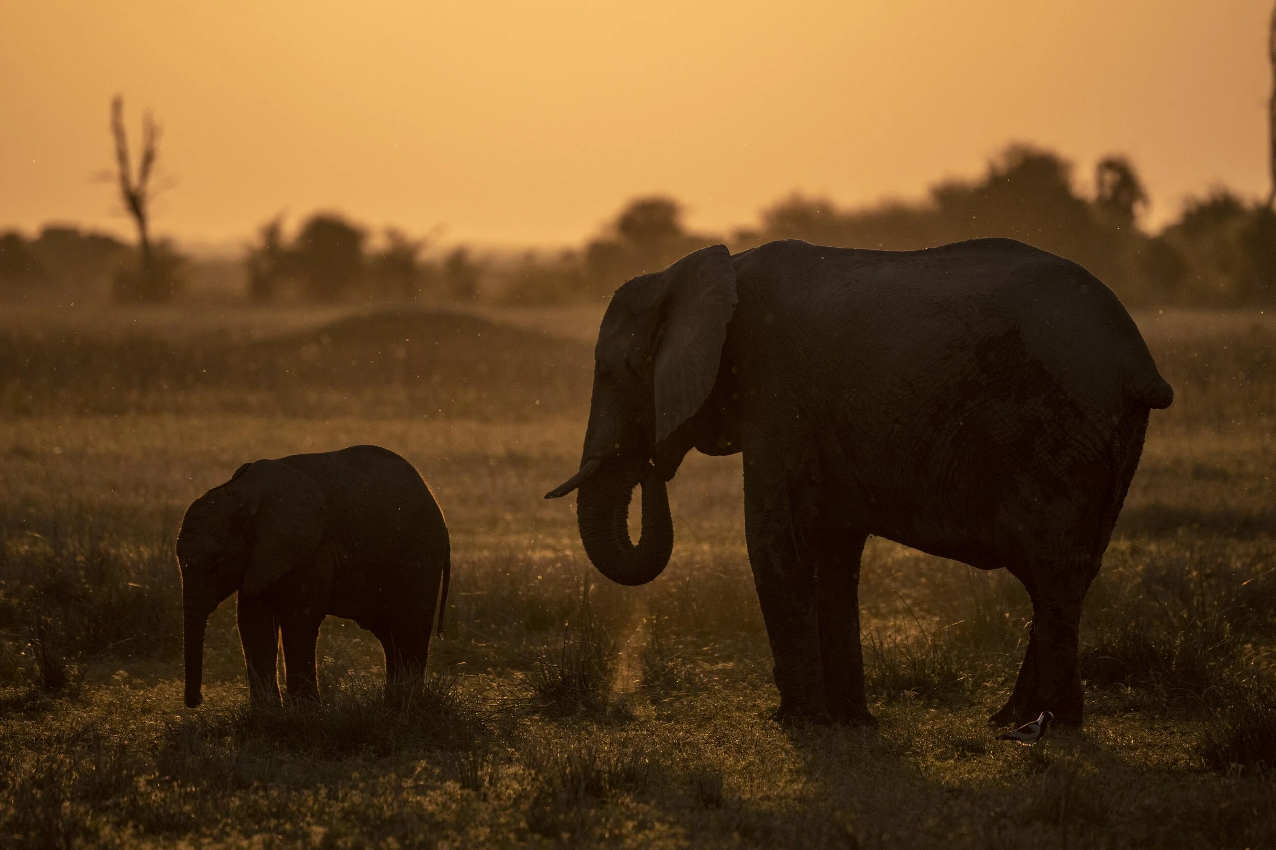 Duba Elephants at Sundown-5008557.jpg