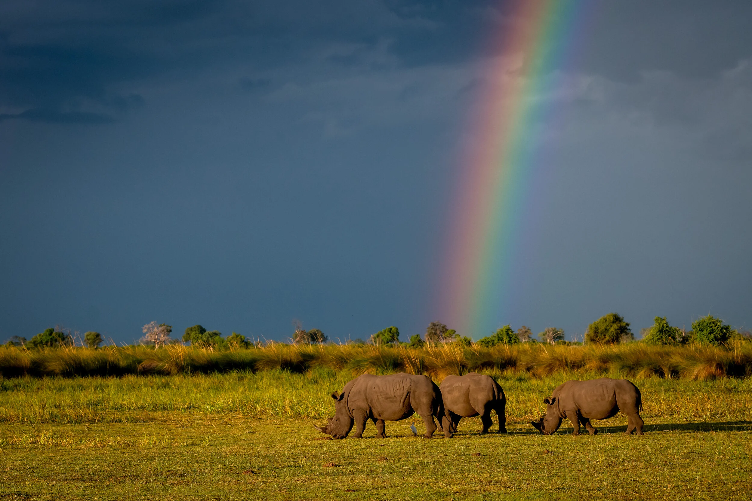 Rhinos Under the Rainbow - Bryan Anderson.jpg