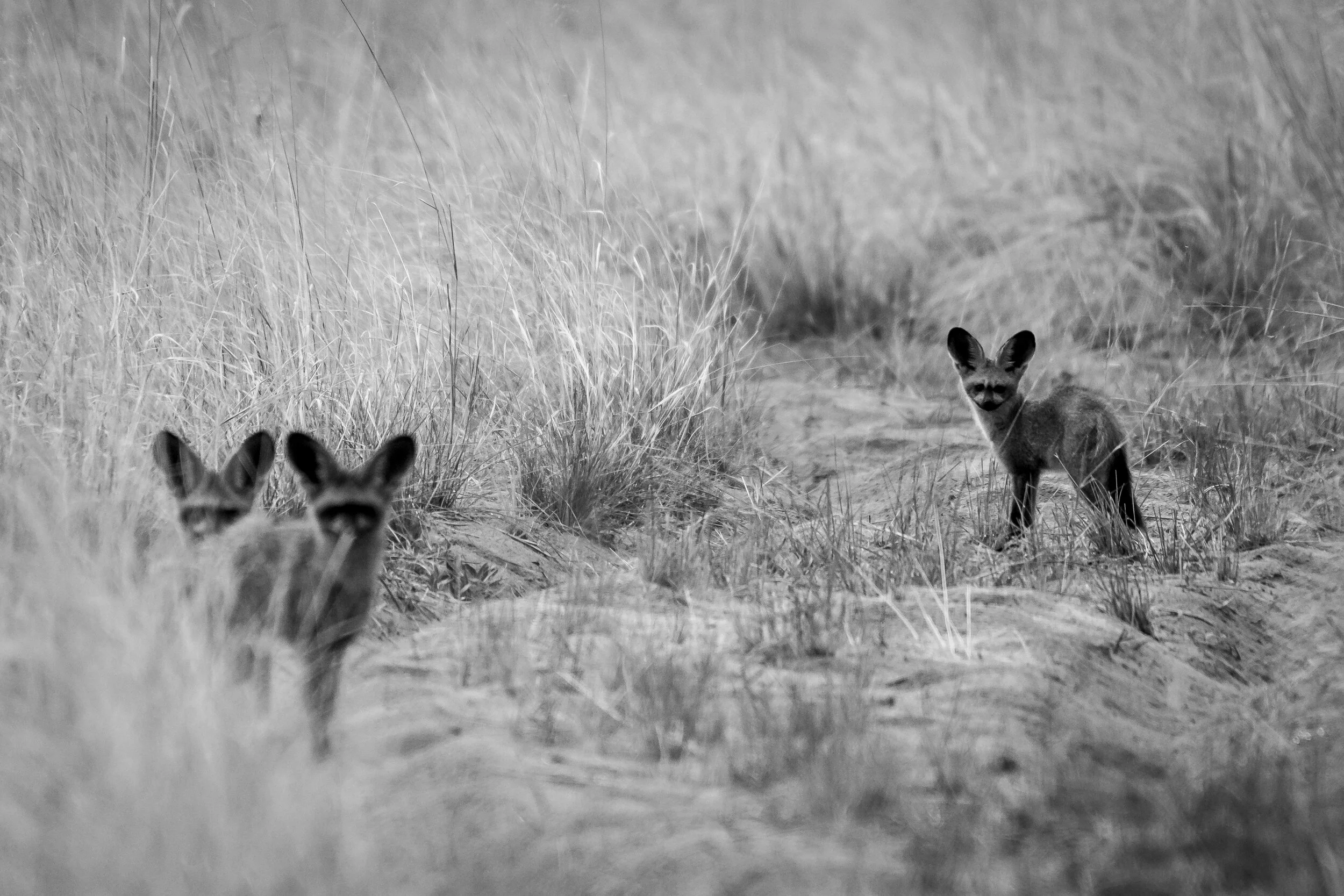 Curiosity - Bryan Anderson.jpg