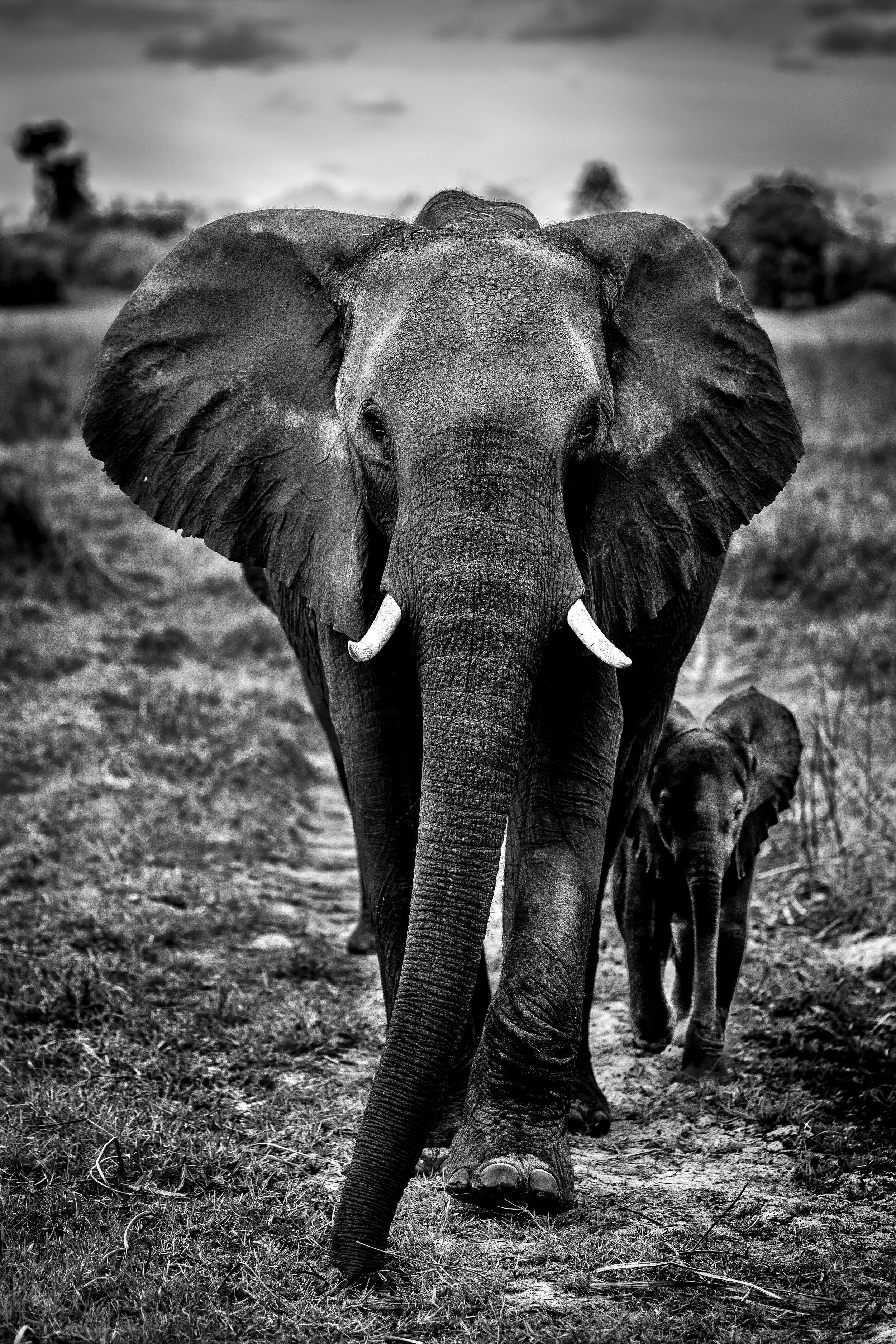 2018_safari_bw-9.jpg