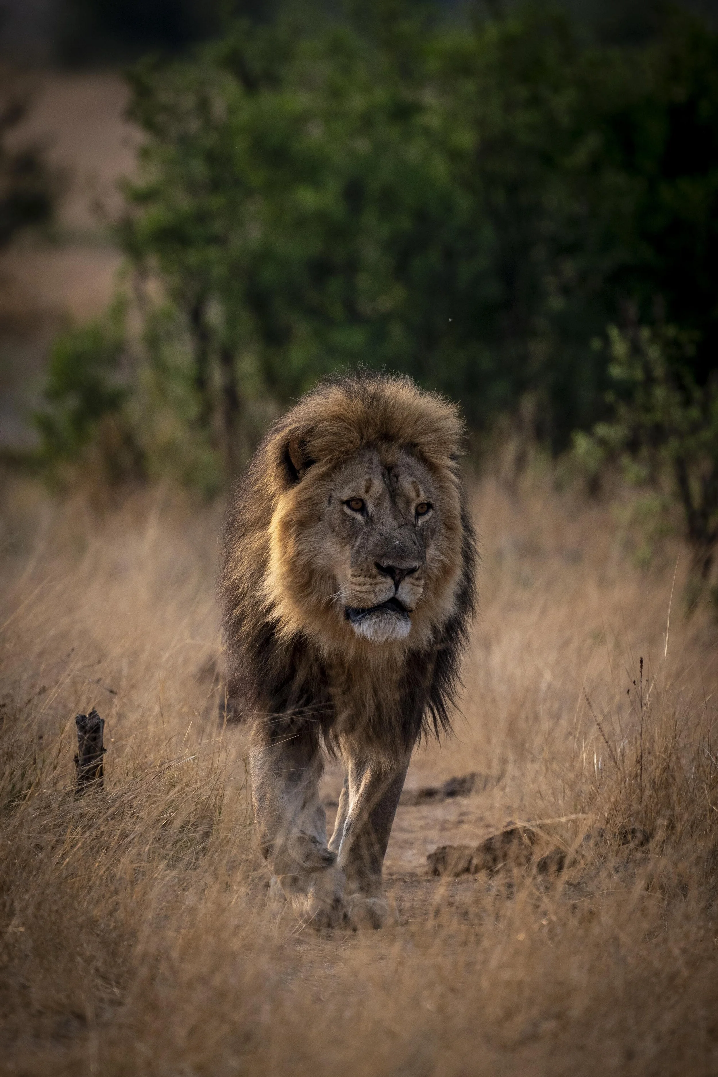 Somalisa Acacia-5009499.jpg