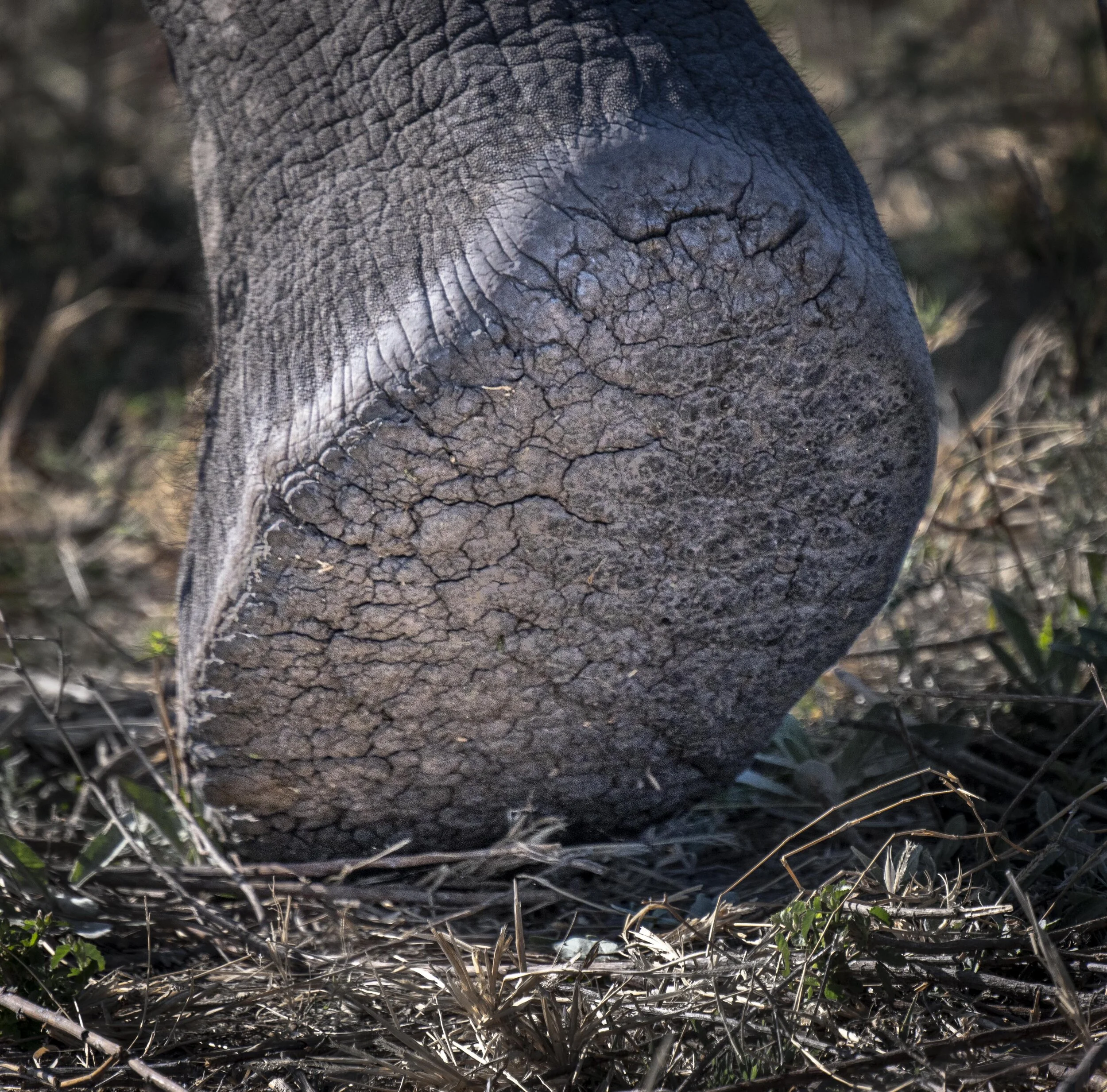 Duba 26 Sep 2021-5001820.jpg