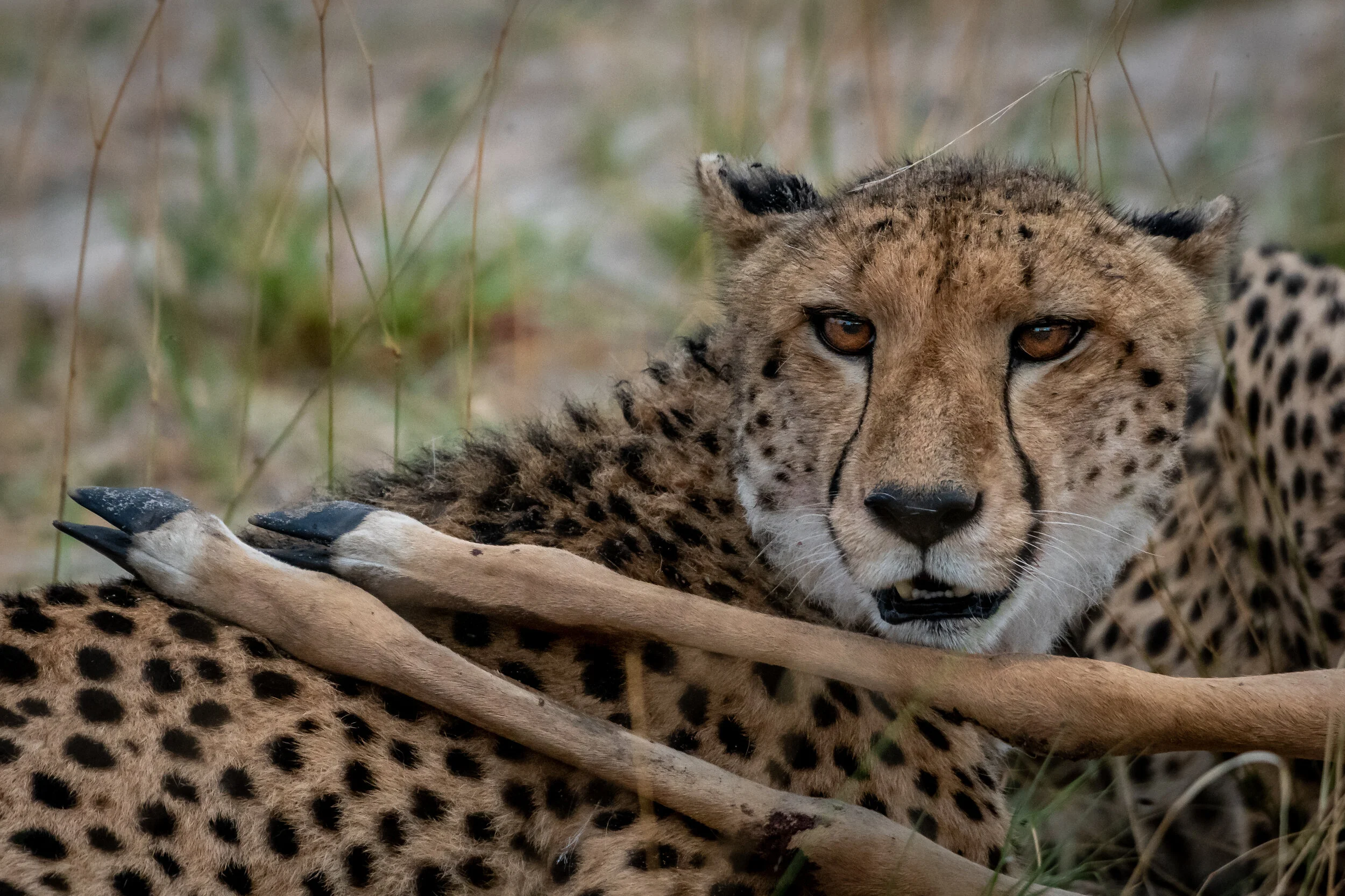 Dinner - Bryan Anderson.jpg