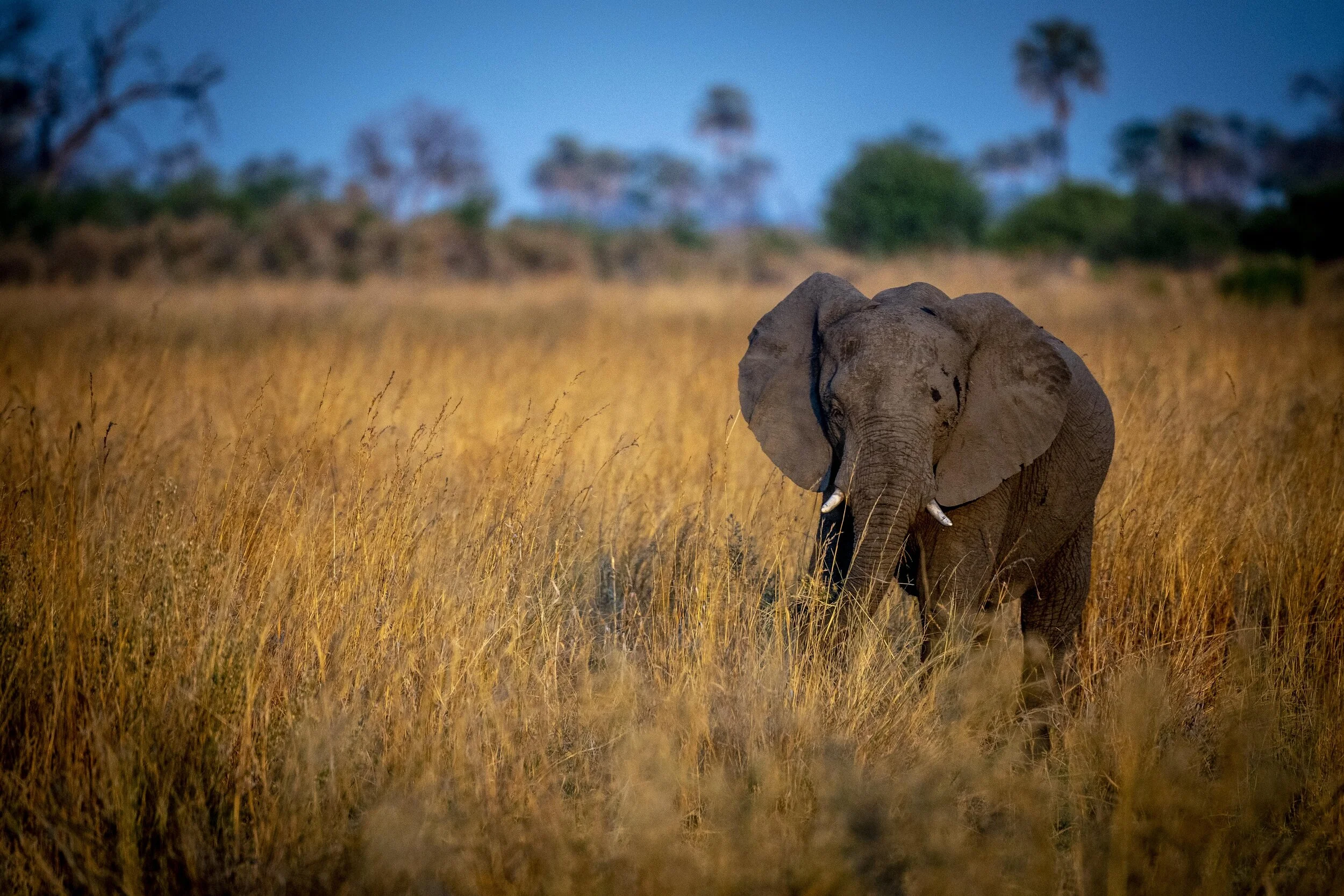 Selinda 27 Sep 2021-5004156.jpg