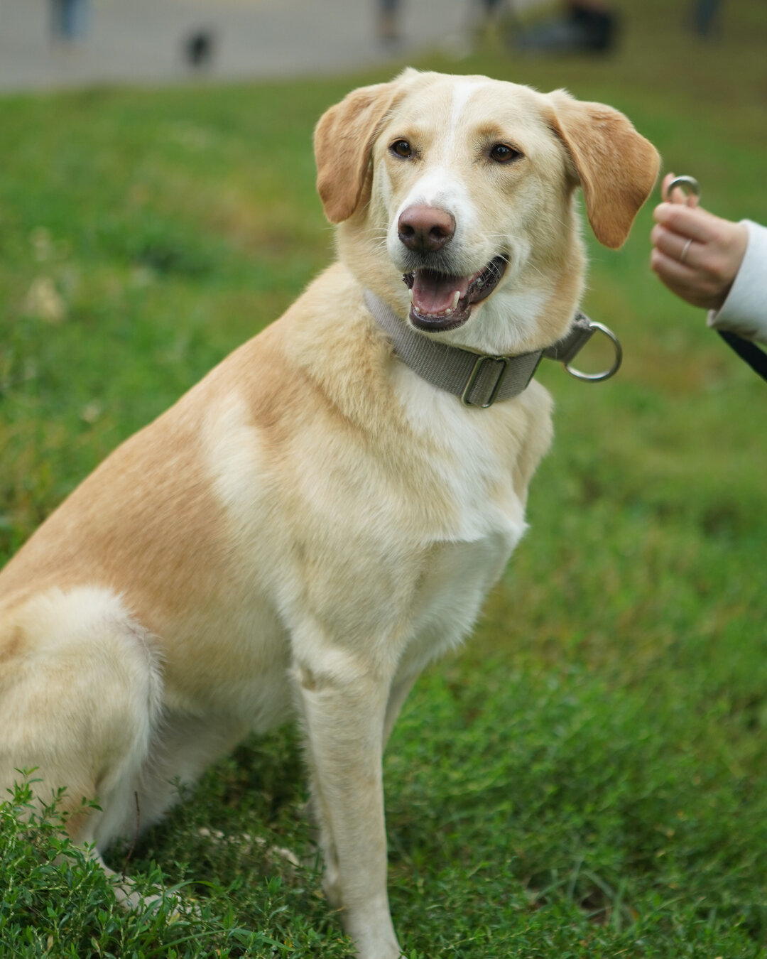 Start the week off with some off-leash training. Luna&rsquo;s envisioning her future, and it&rsquo;s looking bright 🤩