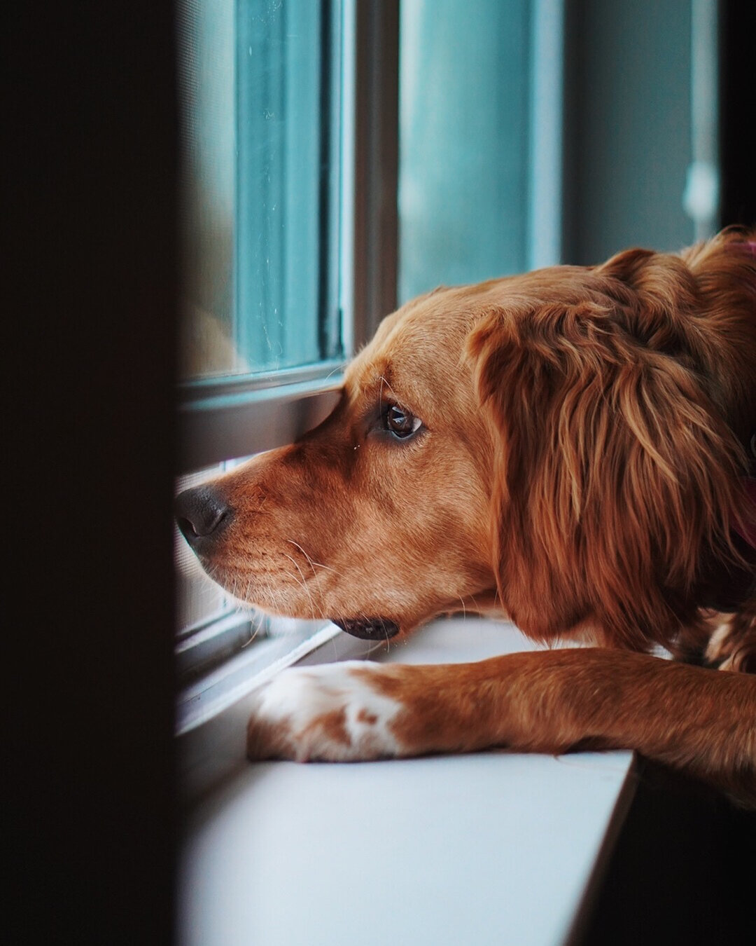 As much as we want to take our furry companions with us everywhere, there comes a time where your pup needs to be left alone. Some can get very anxious or scared which is heartbreaking for all of us, whether it's a new pup afraid to be alone, or a do