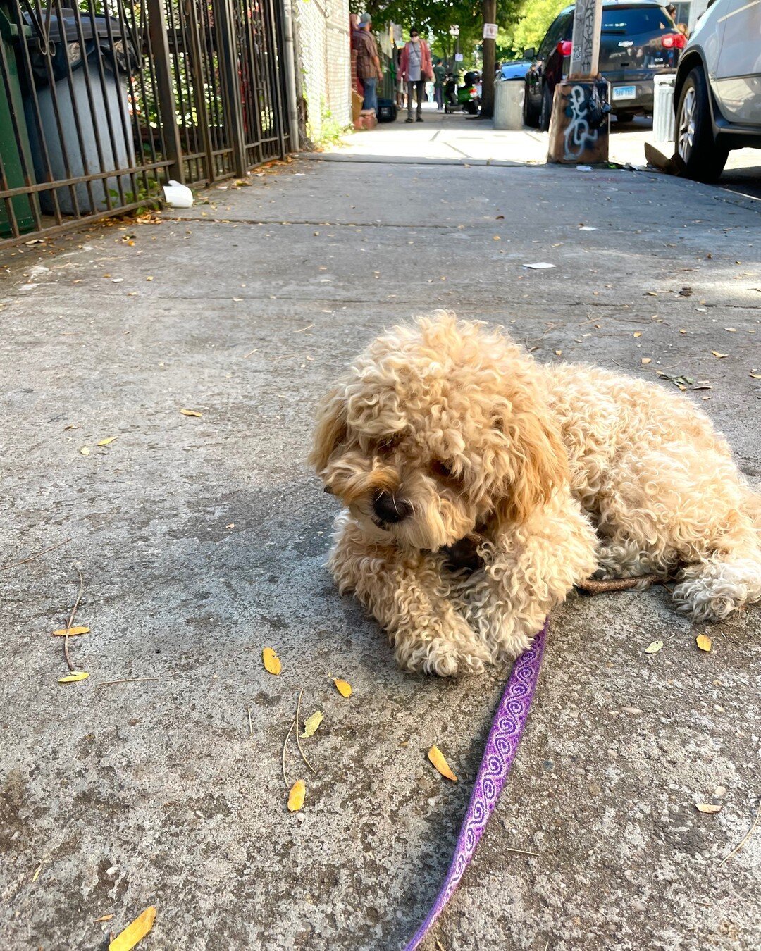 Nothing quite like finding a good stick to naw on, am I right? 🥰 While sticks are good, maybe shoes and random floating objects on the streets are not so good. If your doggo is having any kind of impulse control issues or behavioral problems, shoot 