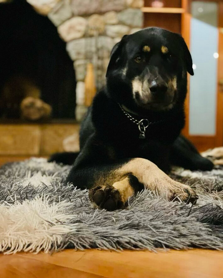 We&rsquo;re already onto our second week of December *gasp!* With the wintery days ahead of us, be sure to keep your puppos warm. Look at Jax majestically lounging on his fuzzy rug 😌