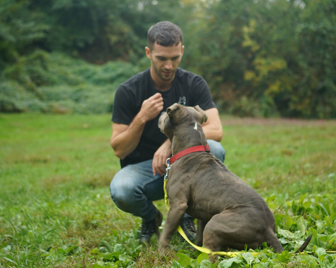 One of the  greatest perks of being a private dog trainer is the one on one time I get to spend with so many different kind of dogs, the more I meet, the more I learn! Shoot me a message if your furry companion has any kind of odd behaviors, concerns