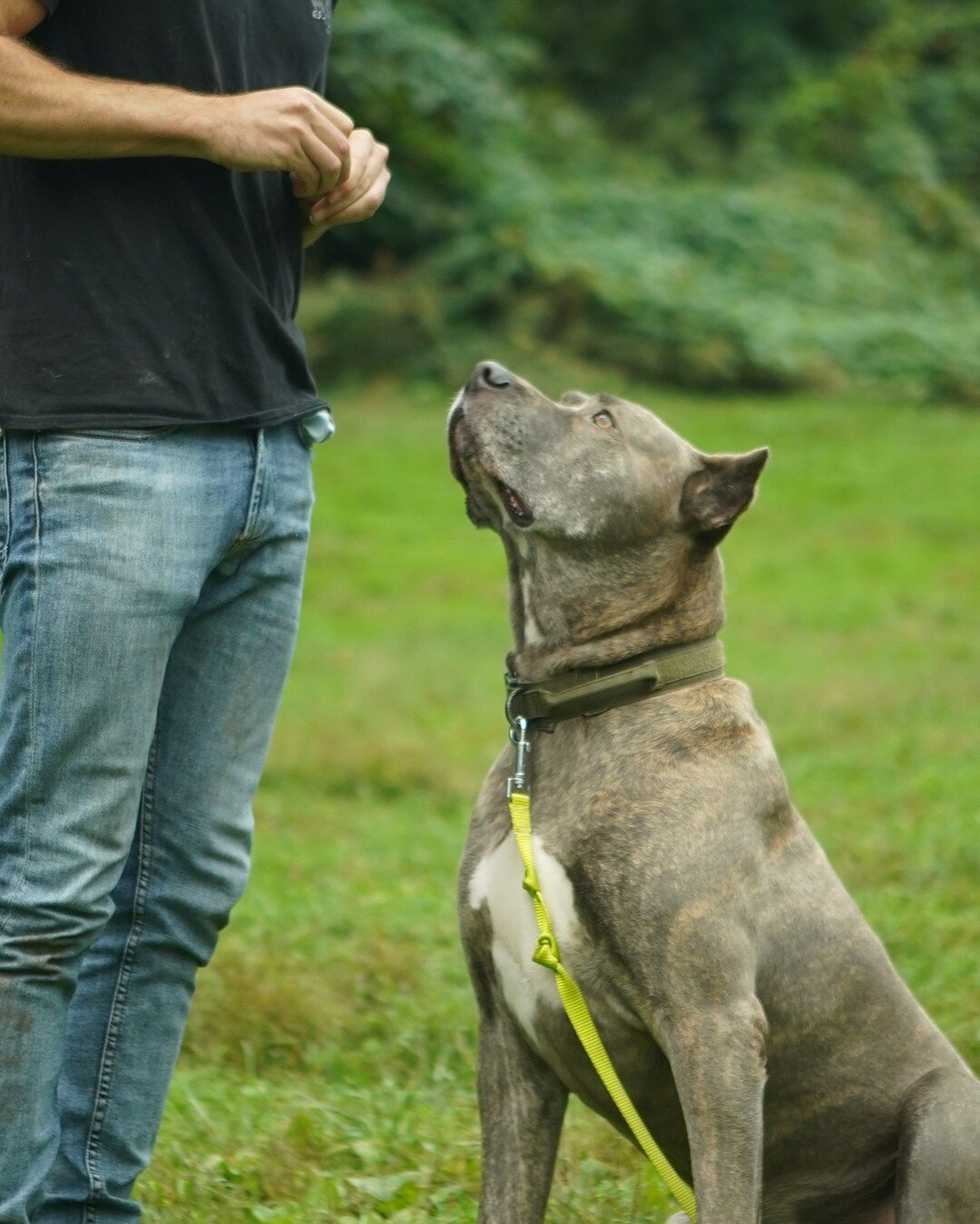 Ensuring our dog is fully engaged during activities such as walking, training, or eating is an important part of the bond between you and your dog. Sometimes we might find that our dog decides to stop and sit in the middle of a walk because they are 