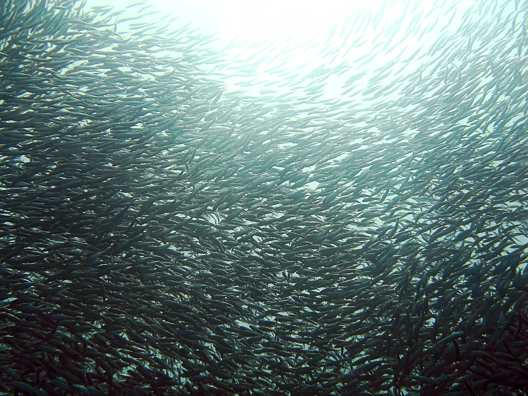 Sardines_-_鰯(いわし)-2.jpg