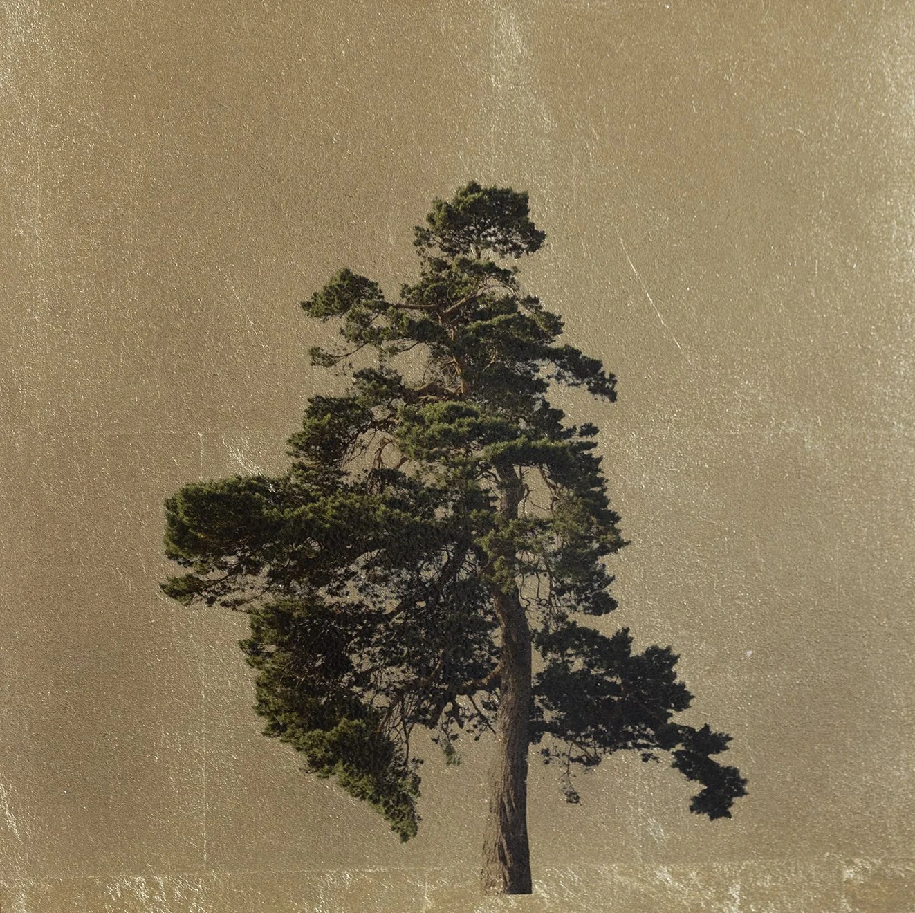 RPH99+Pinus+Sylvestric+30x30cm.JPG