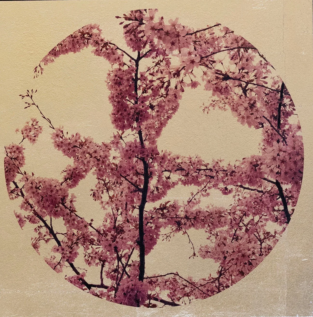 PRUNUS SAKURA II RPH114.jpg