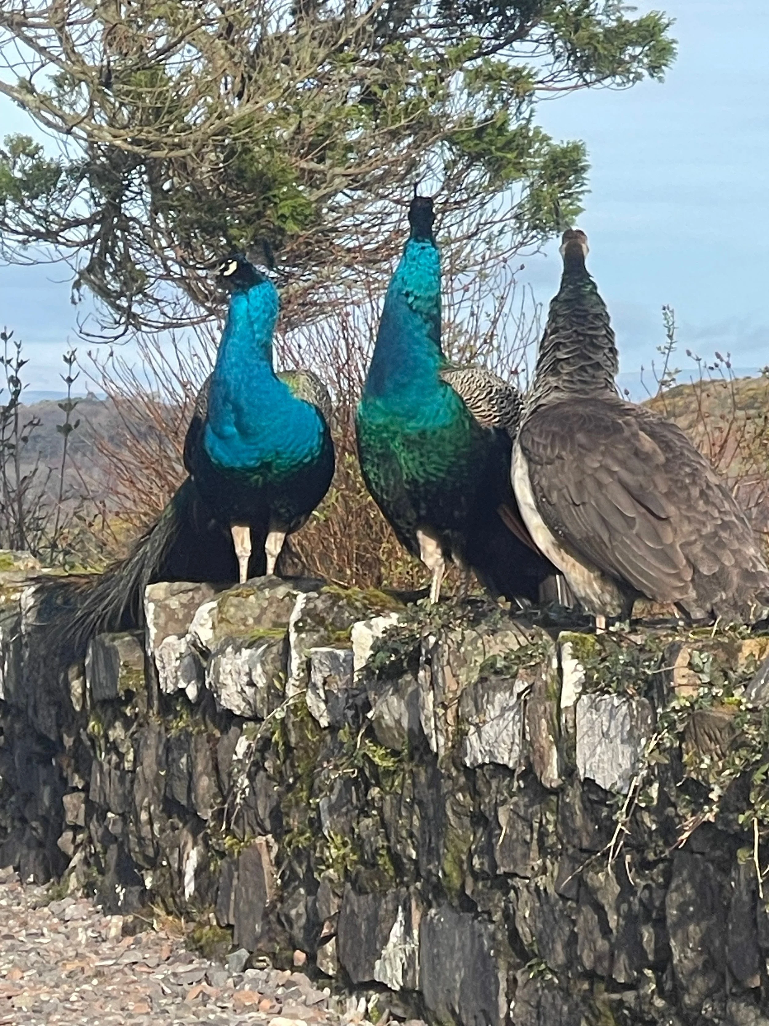 Library - 158 of 158.jpeg