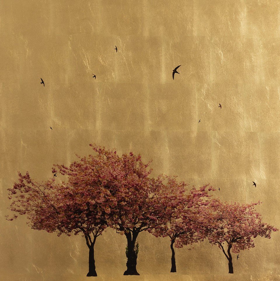 Prunus Serrulata in Excelsis IV.jpg