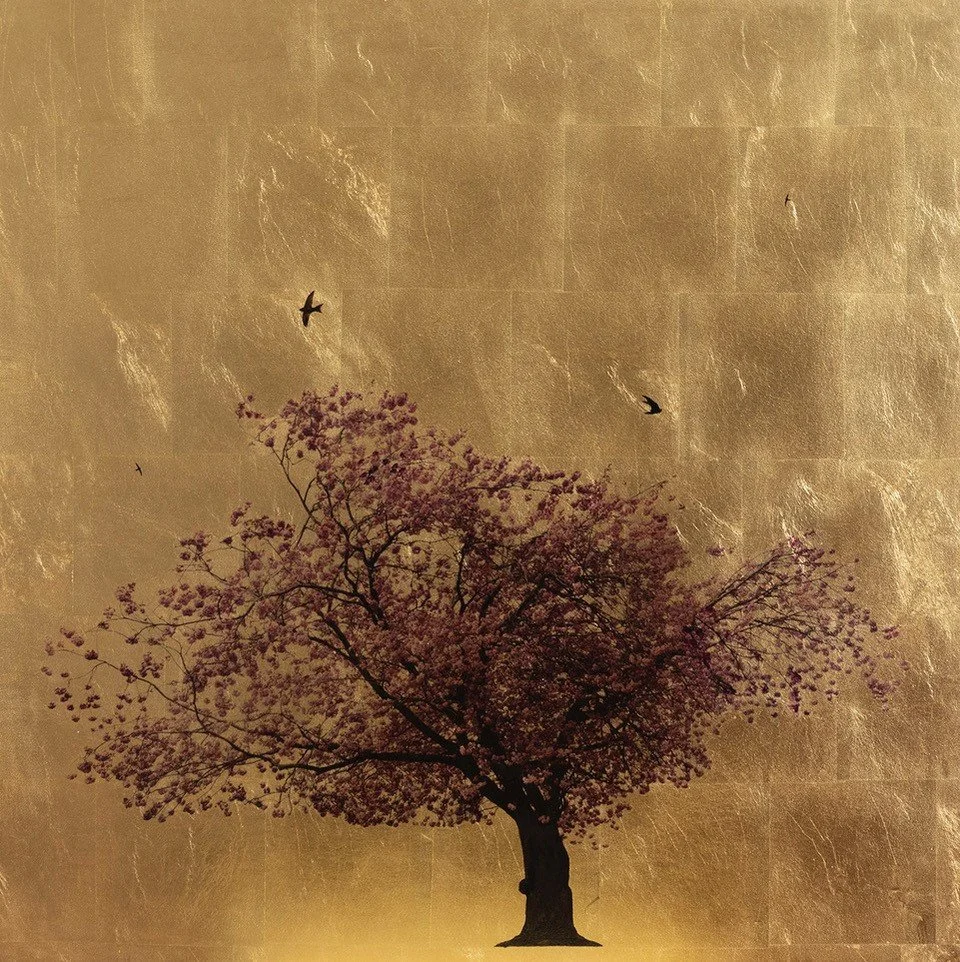 Prunus Serrulata in Excelsis  VI