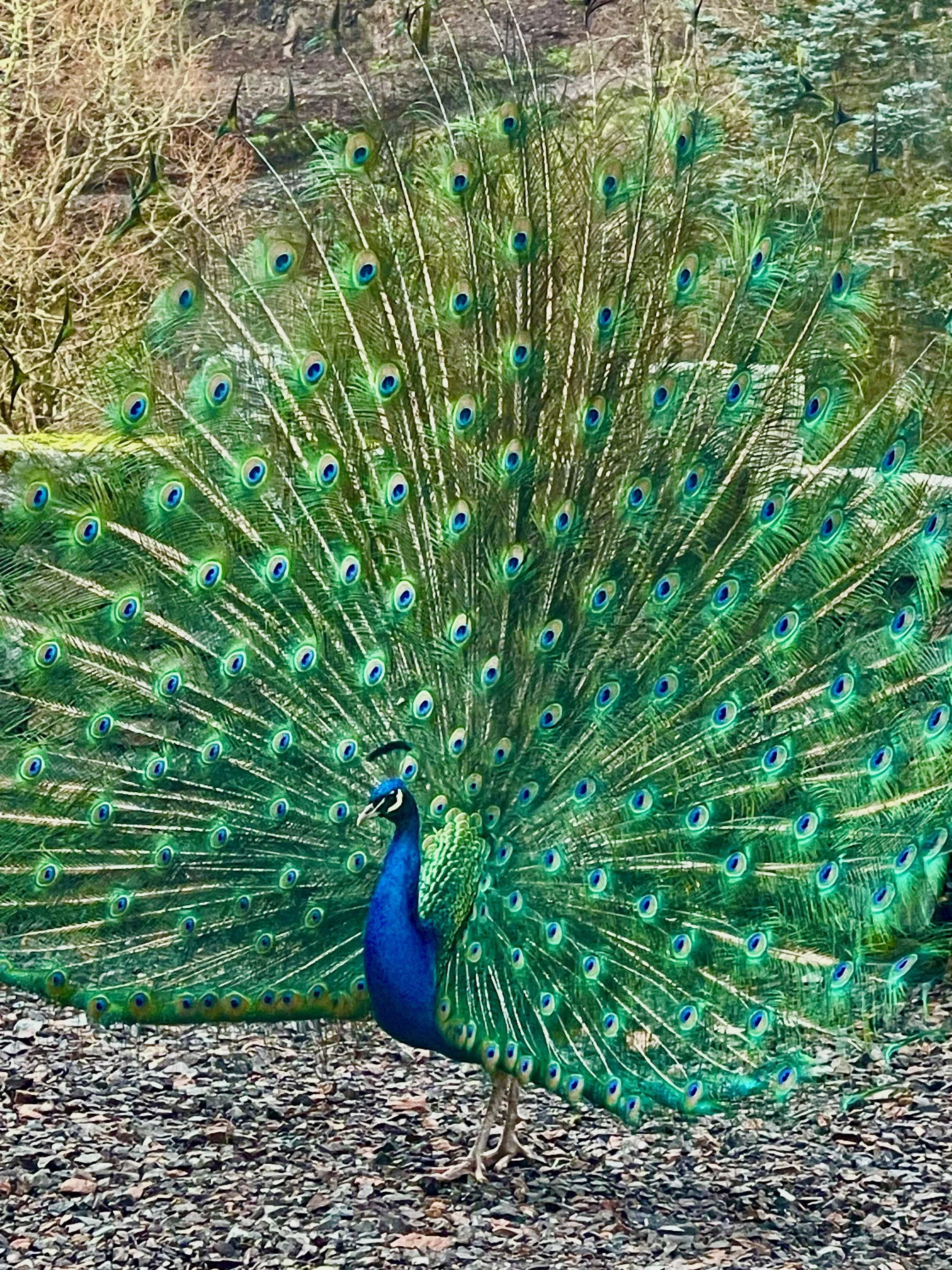 Library - 39 of 158.jpeg