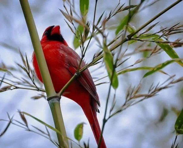 Annals of Internal Medicine: The Cardinal in the Bamboo