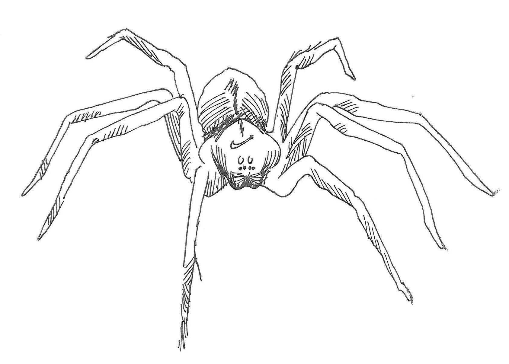 Spider.jpg