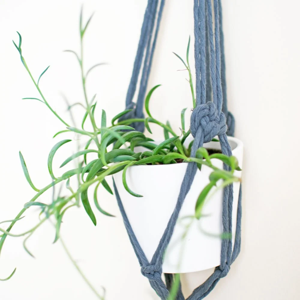 string of bananas in macrame plant hanger