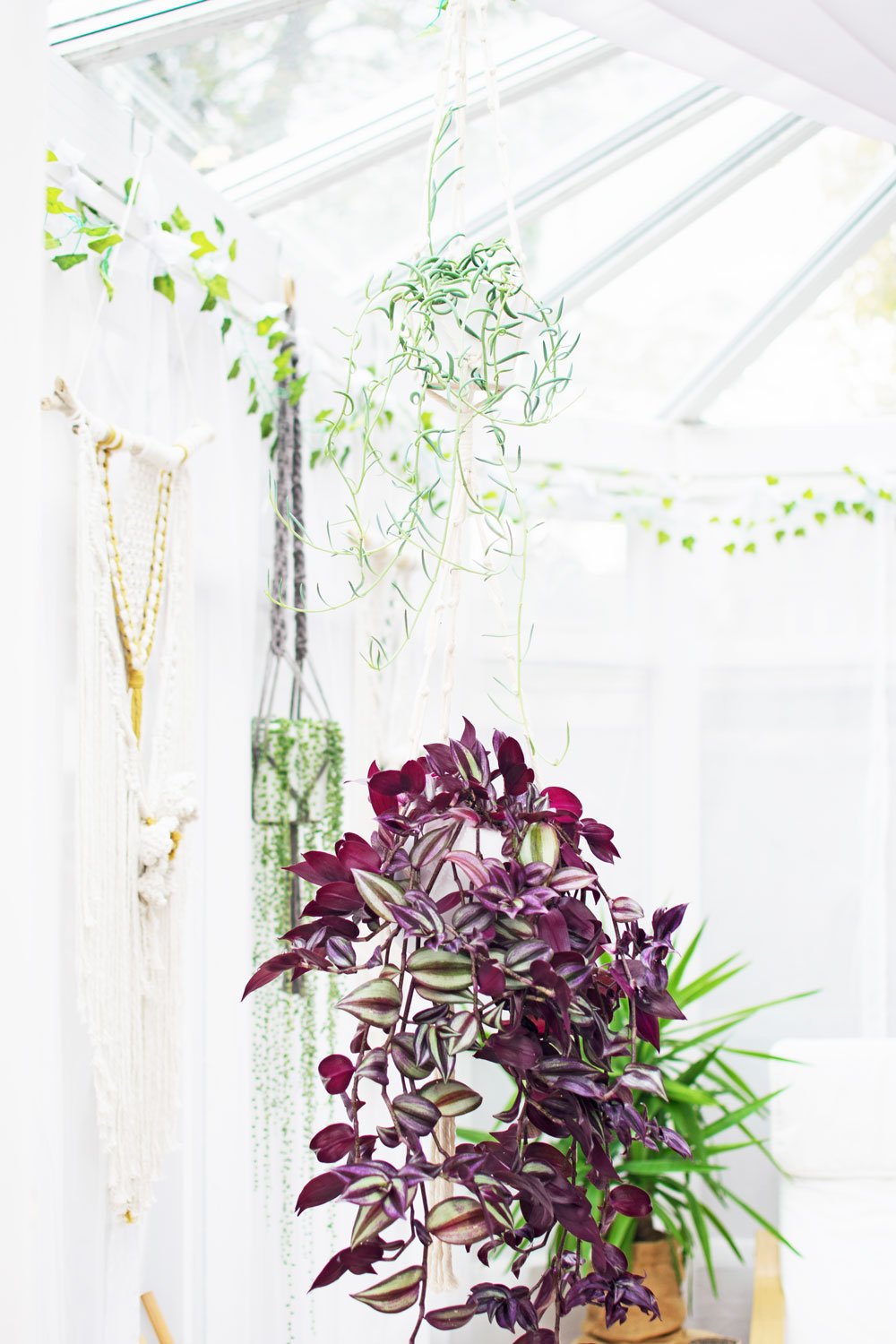 tradescantia-and-succulent-in-double-plant-hanger.jpg
