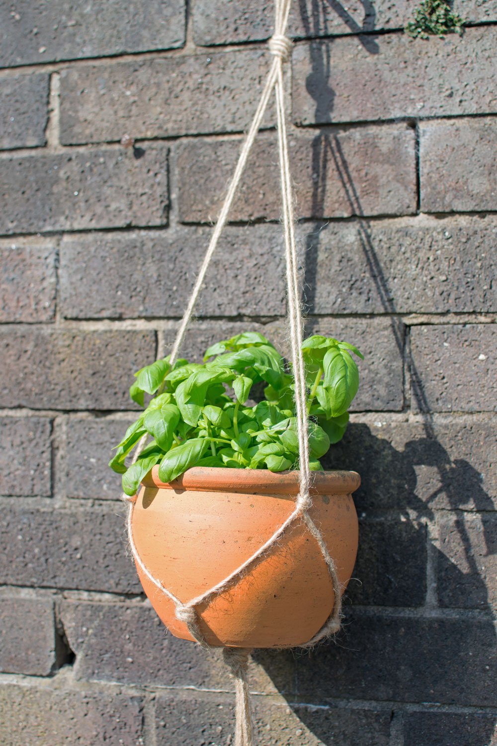 basil-herb-in-jute-plant-hanger.jpg