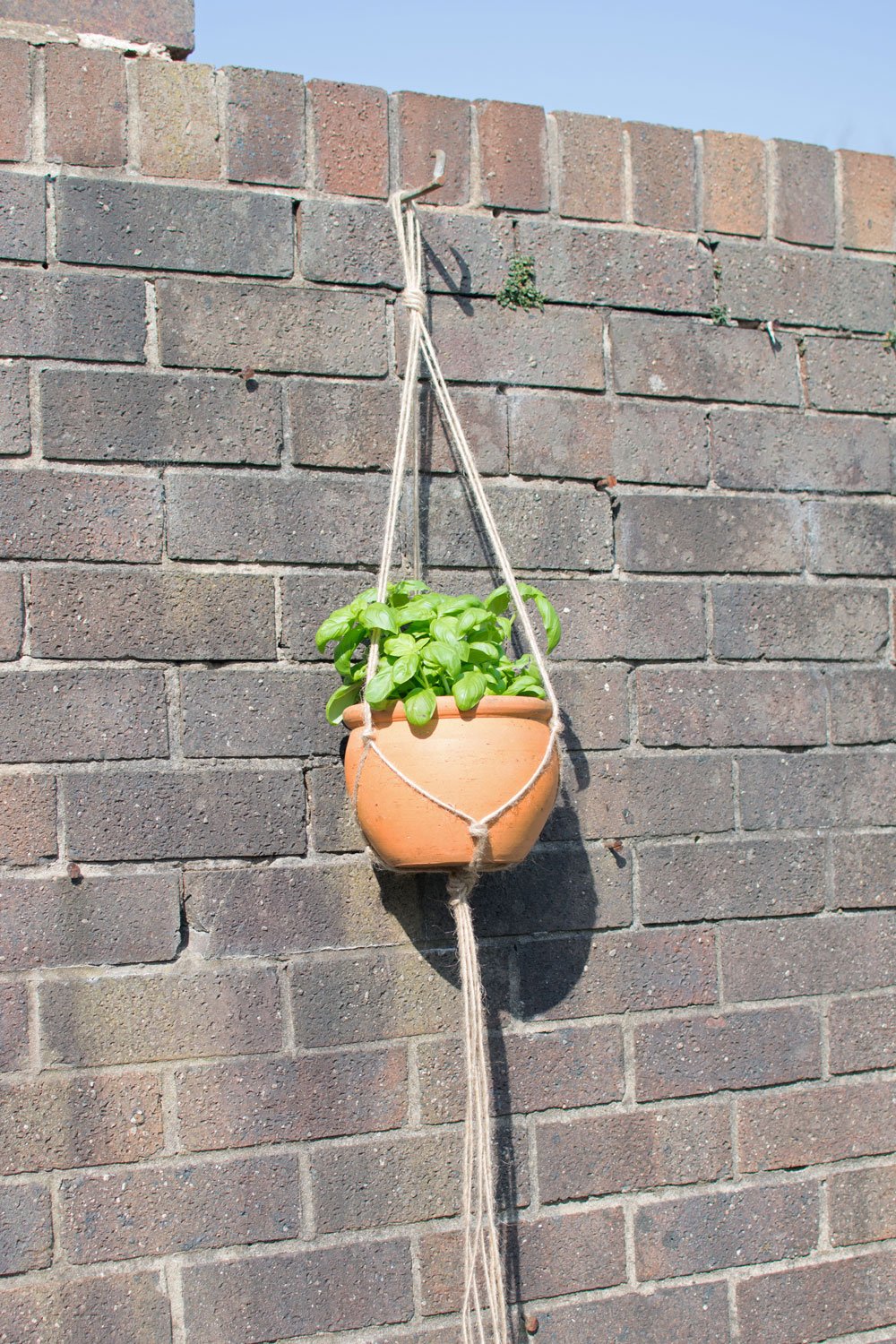 basil-herb-in-plant-hanger-outside.jpg