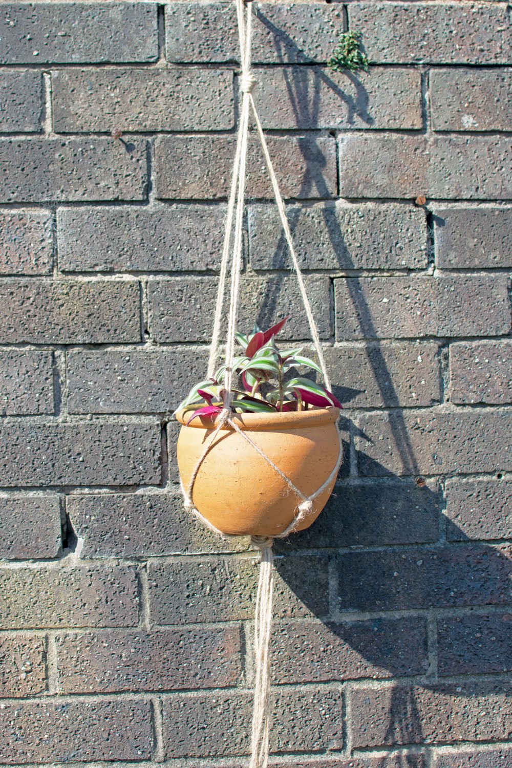 terracotta-pot-in-jute-plant-hanger-outside.jpg
