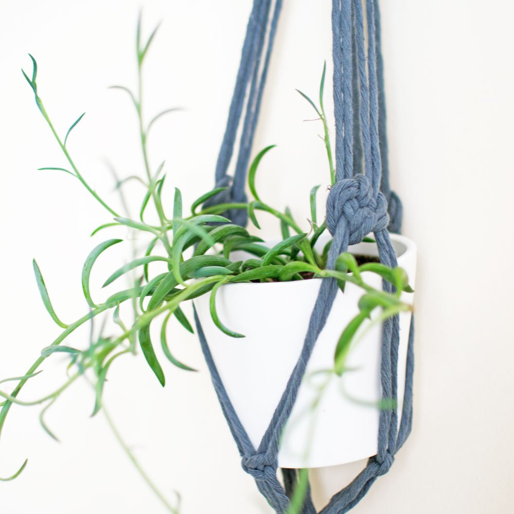 string-of-bananas-in-plant-hanger.jpg