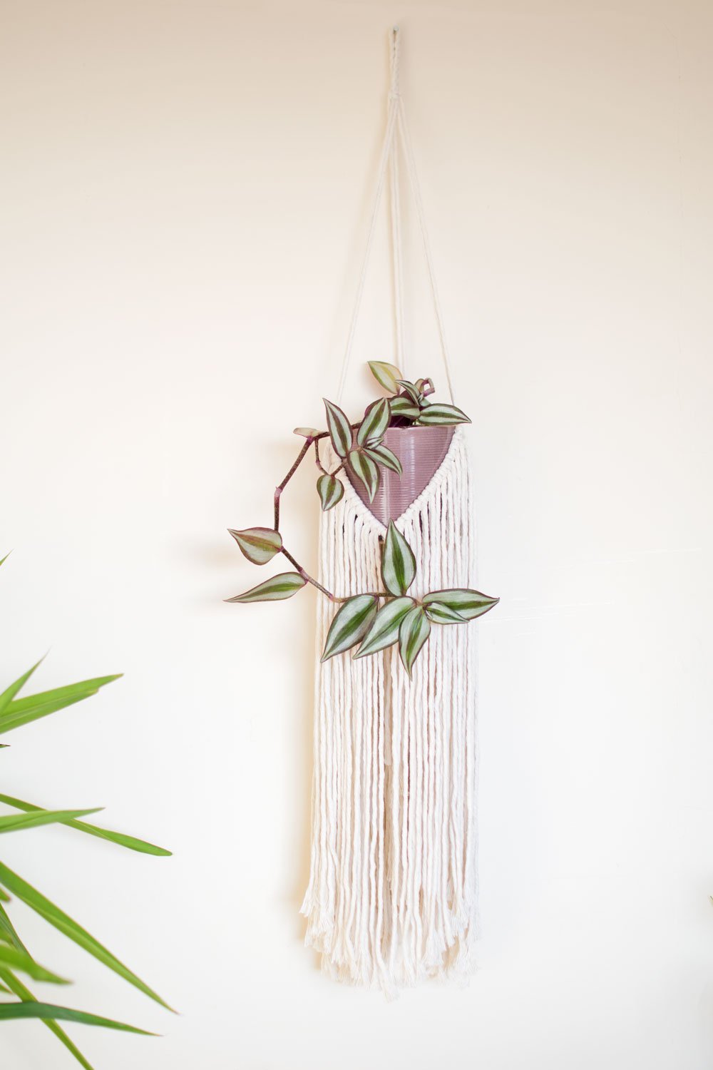 fringe-plant-hanger-with-inch-plant.jpg