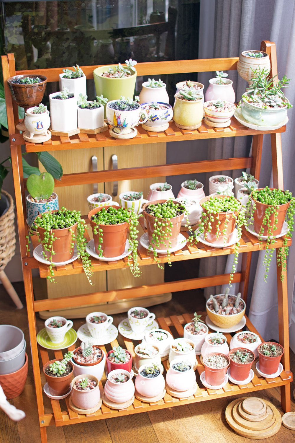 succulent-collection-on-wooden-table.jpg