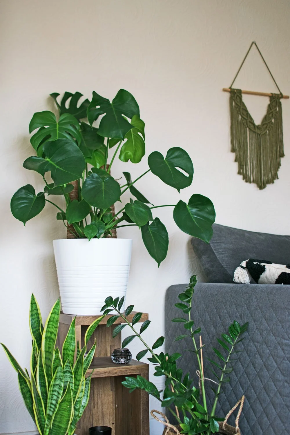 monstera houseplant in living room