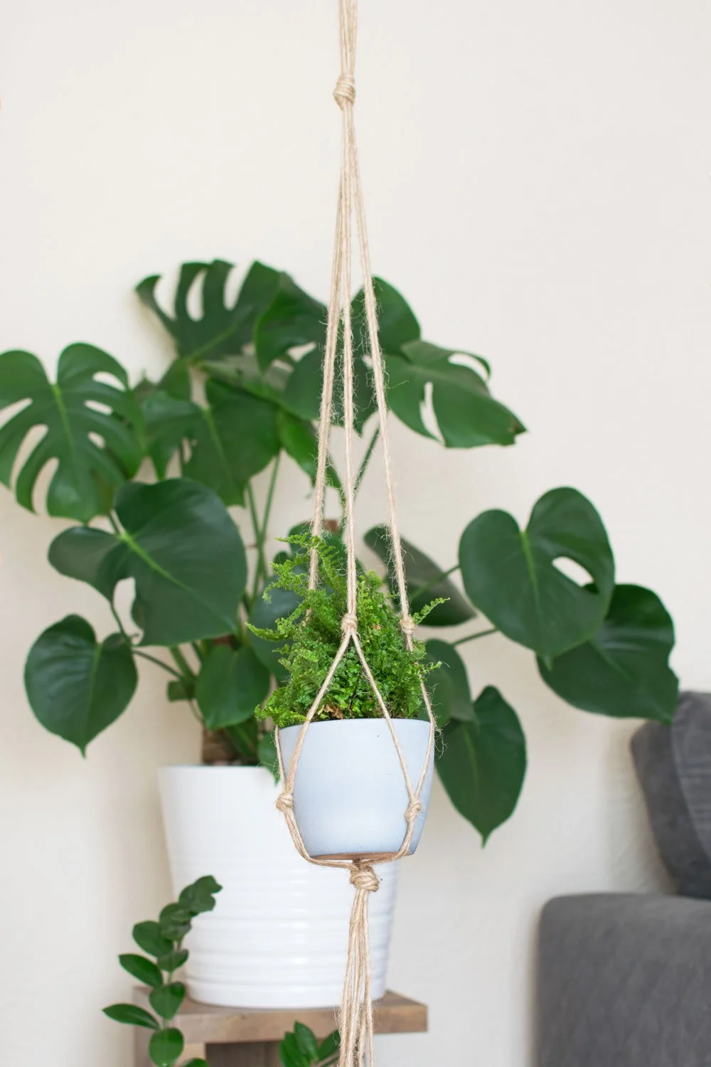 fern-in-jute-plant-hanger.jpg