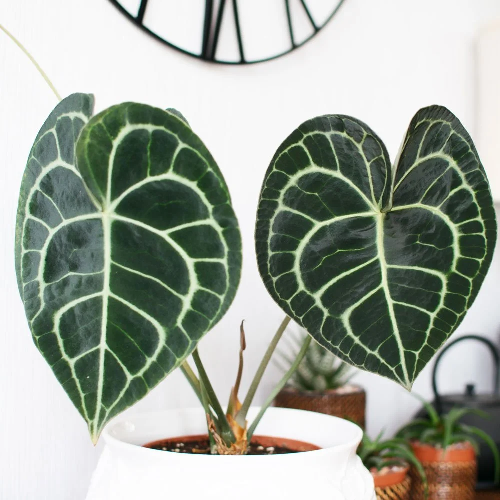 10 Best Houseplants for a Relaxing Spa-Like Bathroom